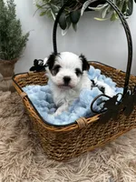 Brian, a male Morkie for sale in Manchester, TN – Photo 2 of 8