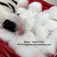 Brian, a male Morkie for sale in Manchester, TN – Photo 6 of 8