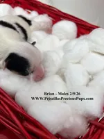 Brian, a male Yorkshire Terrier for sale in Manchester, TN – Photo 2 of 4