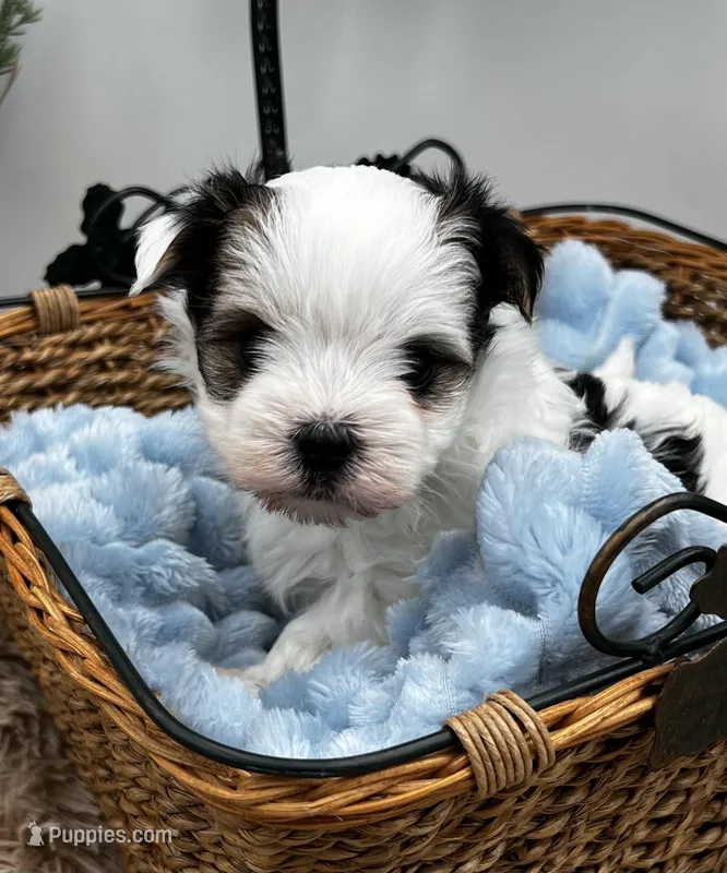 Brian – Morkie puppy for sale in Manchester, TN