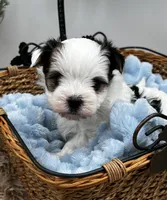 Brian, a male Morkie for sale in Manchester, TN – Photo 1 of 8