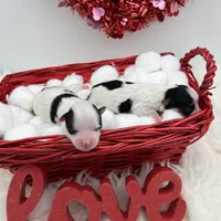 Brian, a male Morkie for sale in Manchester, TN – Photo 8 of 8