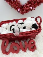 Brian, a male Yorkshire Terrier for sale in Manchester, TN – Photo 4 of 4