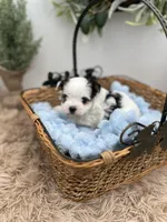 Brian, a male Morkie for sale in Manchester, TN – Photo 5 of 8