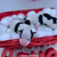 Brian, a male Morkie for sale in Manchester, TN – Photo 3 of 8