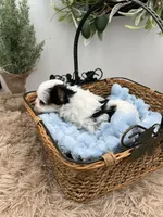 Brian, a male Morkie for sale in Manchester, TN – Photo 4 of 8