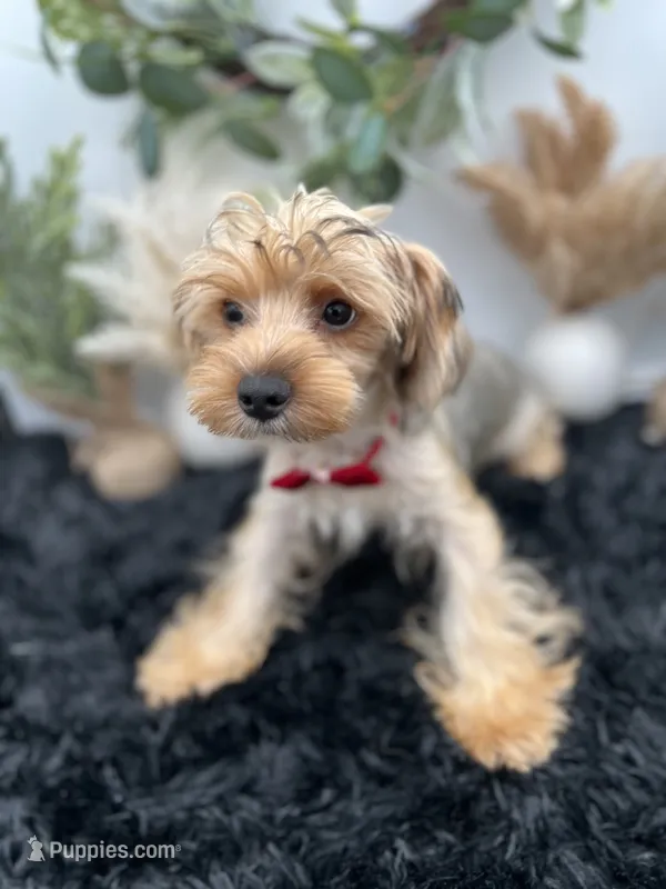 AKC Roc the Yorkie – Yorkshire Terrier puppy for sale in Hillsboro, TN