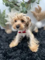 AKC Roc the Yorkie, a male Yorkshire Terrier for sale in Hillsboro, TN – 1 of 10