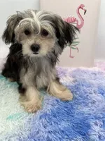 Holly the little Morkie, a female Morkie for sale in Hillsboro, TN – 2 of 10