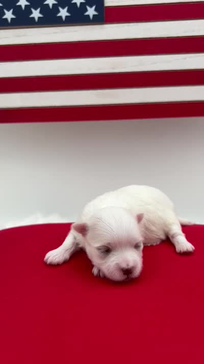 Pearl, a female Maltese for sale in Manchester, TN – 6 of 6