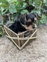 AKC Roc the Yorkie, a male Yorkshire Terrier for sale in Manchester, TN – 8 of 9