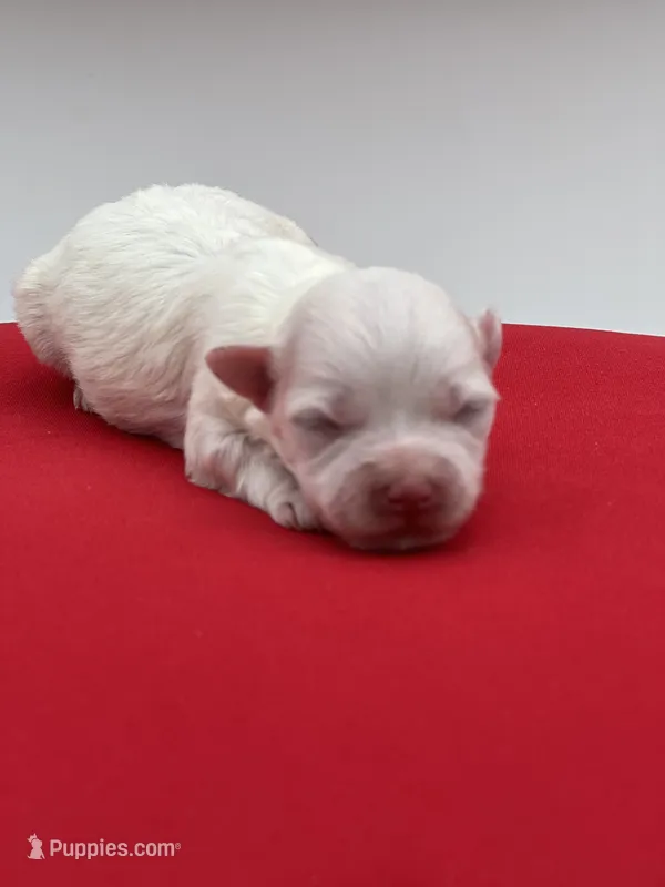 Pearl – Maltese puppy for sale in Manchester, TN