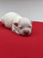 Pearl, a female Maltese for sale in Manchester, TN – 1 of 6