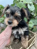 AKC Roc the Yorkie, a male Yorkshire Terrier for sale in Manchester, TN – 3 of 9