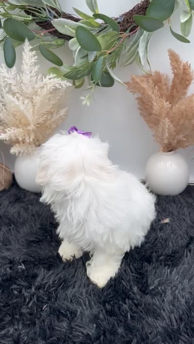 Mia the Korean Maltese $3000, a female Maltese for sale in Hillsboro, TN – 5 of 5