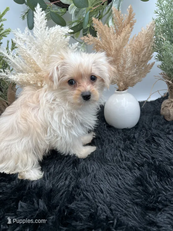 Lexi the tiny Golddust Yorkie – Yorkshire Terrier puppy for sale in Manchester, TN
