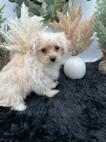 Lexi the tiny Golddust Yorkie, a female Yorkshire Terrier for sale in Hillsboro, TN – 1 of 10
