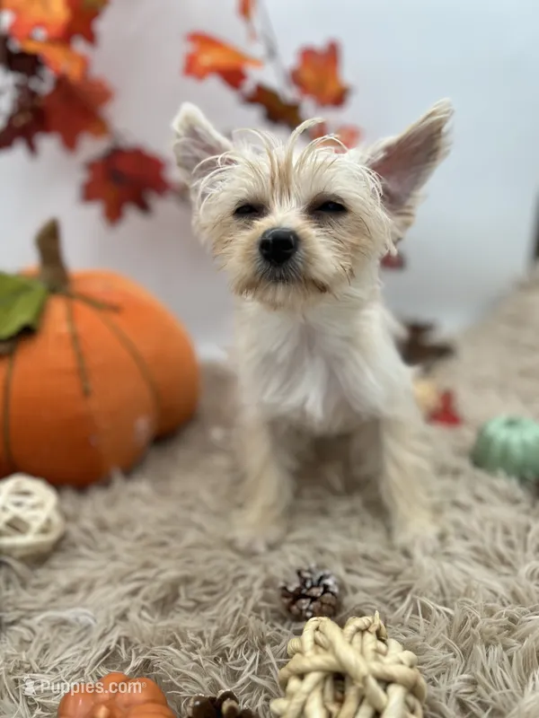 Ellie the tiny Golddust Yorkie – Yorkshire Terrier puppy for sale in Hillsboro, TN