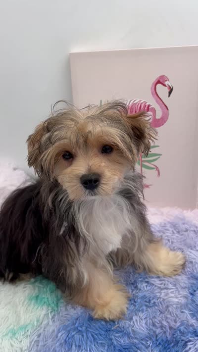 Little Aspen the Morkie, a male Morkie for sale in Hillsboro, TN – 10 of 10