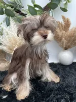 AKC Claire the Yorkie, a female Yorkshire Terrier for sale in Hillsboro, TN – 3 of 10