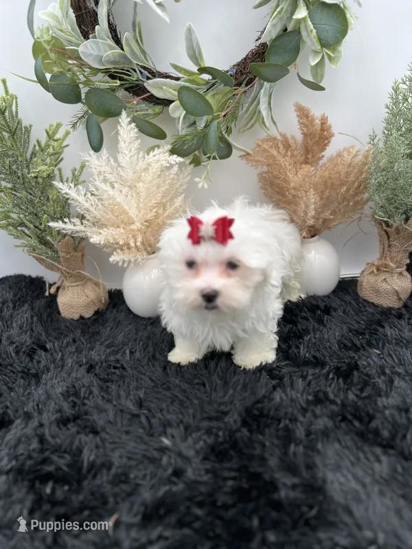 Little Max the Korean Maltese – Maltese puppy for sale in Hillsboro, TN