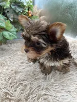 AKC Shannon the Yorkie, a female Yorkshire Terrier for sale in Manchester, TN – 7 of 10
