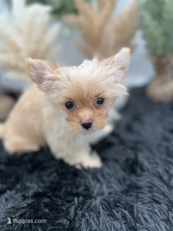 Ellie the Golddust Yorkie  – Yorkshire Terrier puppy for sale in Manchester, TN