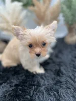 Ellie the Golddust Yorkie , a female Yorkshire Terrier for sale in Hillsboro, TN – 1 of 10