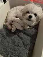 Mira the female Korean Maltese , a female Maltese for sale in Hillsboro, TN – 7 of 9