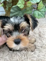 AKC Sham the Yorkie, a male Yorkshire Terrier for sale in Manchester, TN – 7 of 7