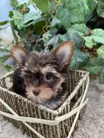 AKC Shannon the Yorkie, a female Yorkshire Terrier for sale in Manchester, TN – 9 of 10
