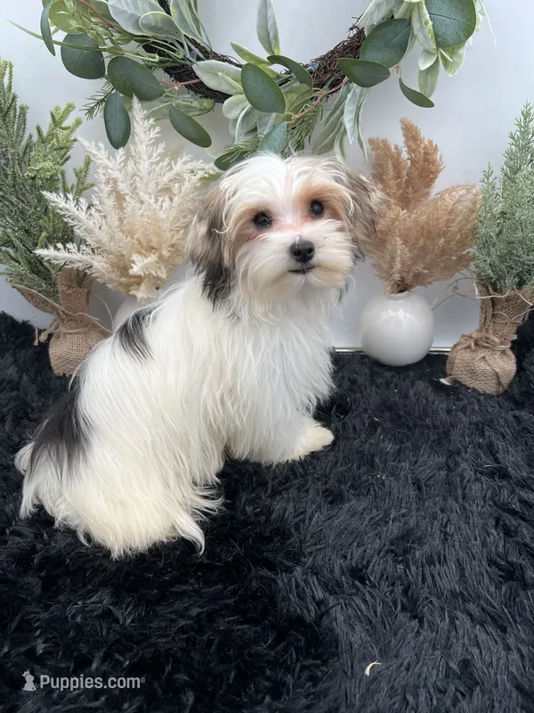 Little Daffey the Morkie – Morkie puppy for sale in Hillsboro, TN