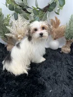 Little Daffey the Morkie, a female Morkie for sale in Hillsboro, TN – 1 of 10