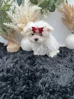 Tiny Milo the Korean teacup Maltese, a male Maltese for sale in Hillsboro, TN – 5 of 6