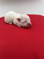 Pearl, a female Maltese for sale in Manchester, TN – 4 of 6