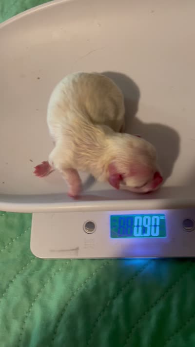Mira the female Korean Maltese , a female Maltese for sale in Hillsboro, TN – 8 of 9