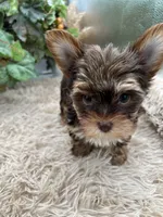 AKC Shannon the Yorkie, a female Yorkshire Terrier for sale in Manchester, TN – 5 of 10