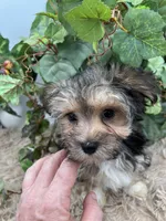 Little Aspen the Morkie, a male Morkie for sale in Manchester, TN – 3 of 9