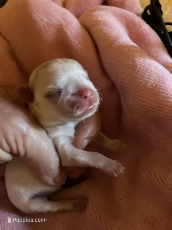 Nyla the female Korean Maltese – Maltese puppy for sale in Hillsboro, TN