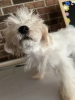 Charlie, a male Morkie for sale in Hillsboro, TN – 8 of 9