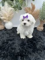 Mia the Korean Maltese $3000, a female Maltese for sale in Hillsboro, TN – 4 of 5