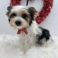 Mickey, a male Yorkshire Terrier for sale in Manchester, TN – Photo 2 of 10