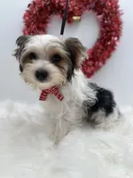 Mickey, a male Yorkshire Terrier for sale in Manchester, TN – Photo 2 of 10