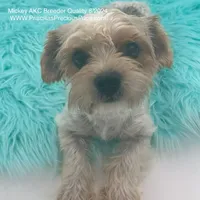 Mickey, a male Yorkshire Terrier for sale in Manchester, TN – Photo 7 of 10