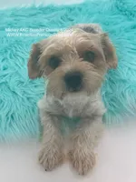 Mickey, a male Yorkshire Terrier for sale in Manchester, TN – Photo 7 of 10