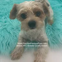 Mickey, a male Yorkshire Terrier for sale in Manchester, TN – Photo 4 of 10