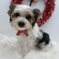 Mickey, a male Yorkshire Terrier for sale in Manchester, TN – Photo 6 of 10