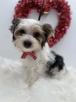 Mickey, a male Yorkshire Terrier for sale in Manchester, TN – Photo 6 of 10