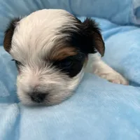 Mickey, a male Yorkshire Terrier for sale in Manchester, TN – Photo 10 of 10