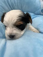 Mickey, a male Yorkshire Terrier for sale in Manchester, TN – Photo 10 of 10